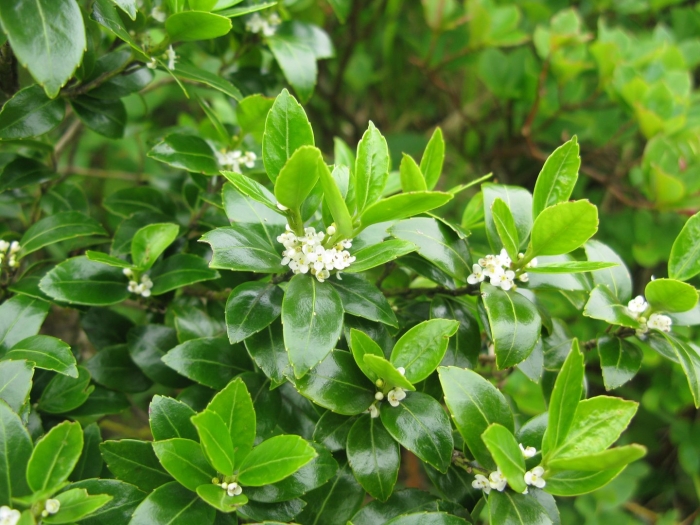 Падуб самшитолистный