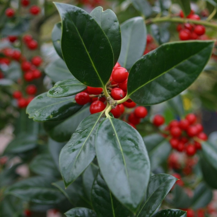 Падуб кустарник вечнозеленый
