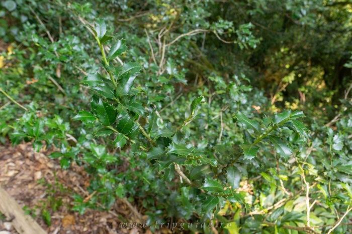 Падуб мезерва блю принц