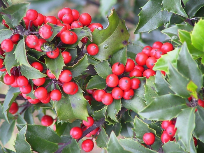 Падуб широколистный кудин