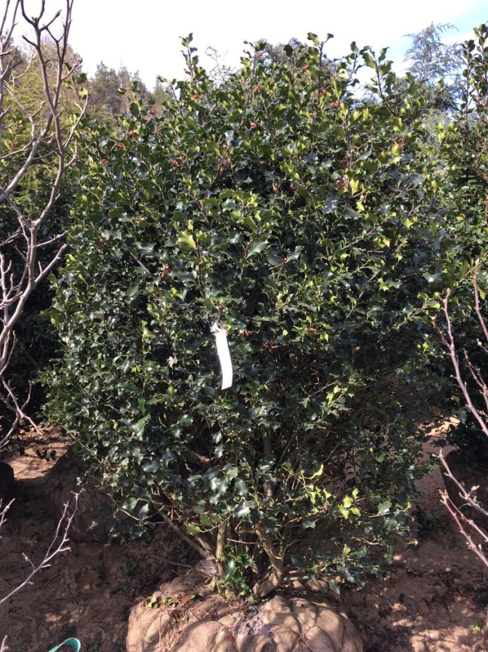 Падуб мезерва хекенстар