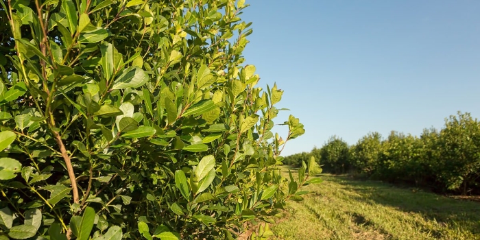 Лавровишня (prunus laurocerasus).