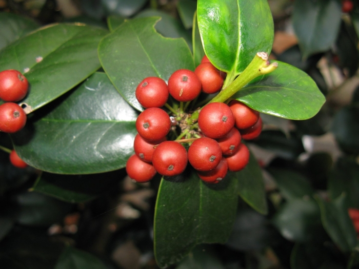 Ilex aquifolium