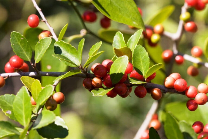 Падуб городчатый