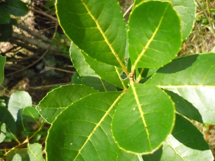 Лавр благородный (laurus nobilis)