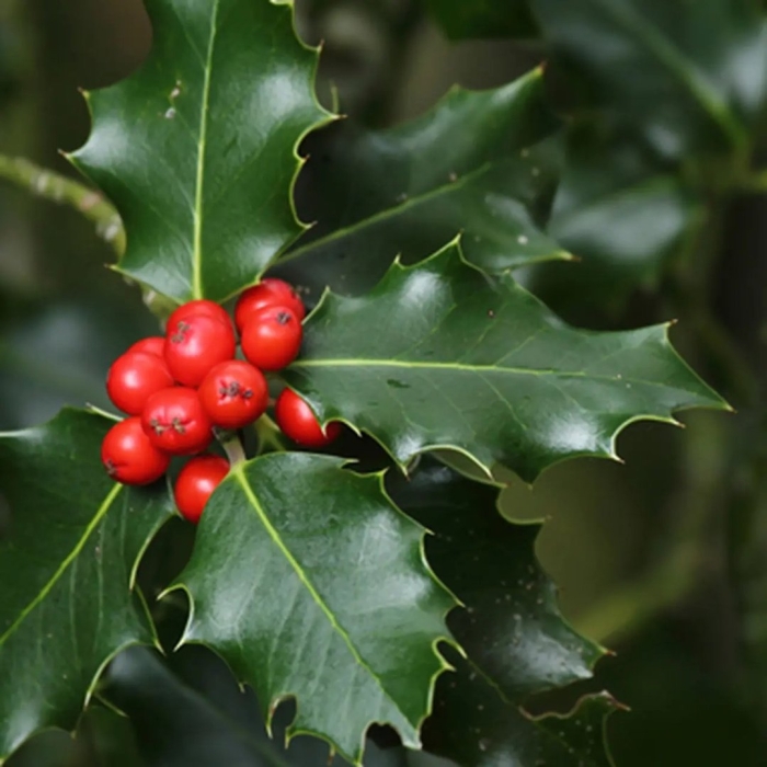 Падуб обыкновенный