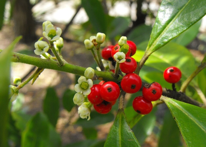 Ilex paraguariensis