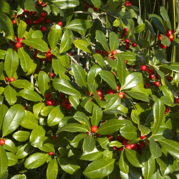 Ilex vomitoria