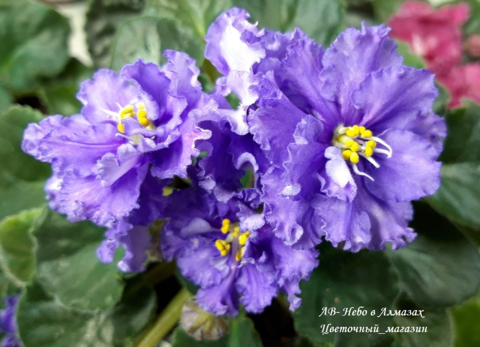 Фиалка ек мандрагора