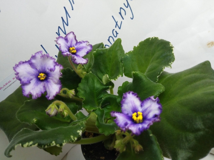 Фиалки сорта