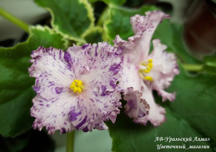 Фиалка raspberry crisp