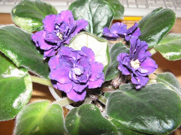 Фиалка дикая слива