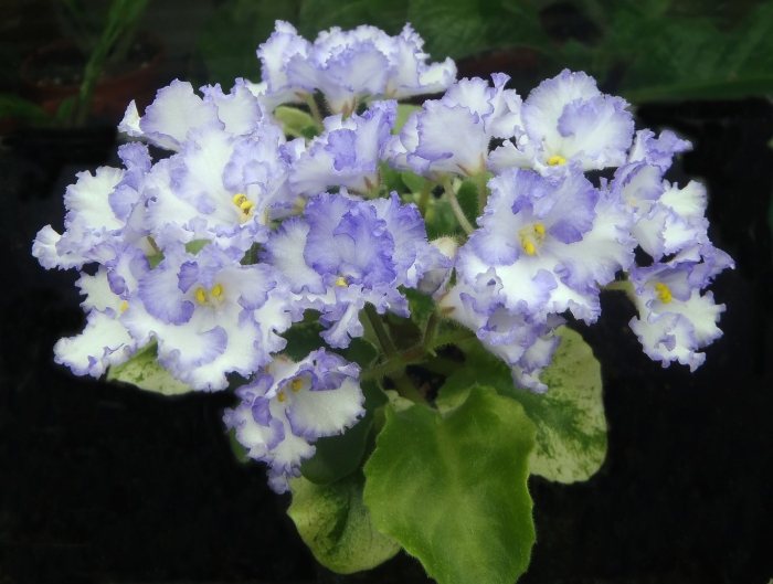 Ma's arctic sky фиалка