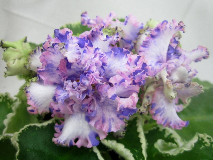 Ma's glass slipper фиалка