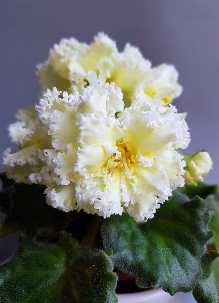 Фиалка ле бриллиант тиффани