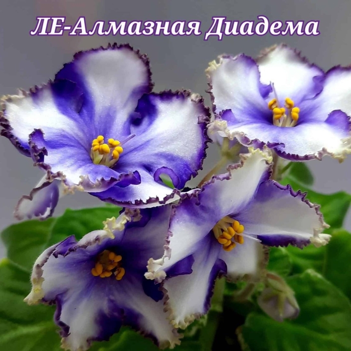 Нк вечная молодость фиалка