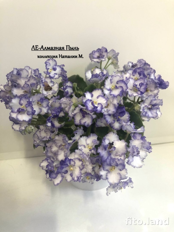 Ле зоряне сяйво фиалка