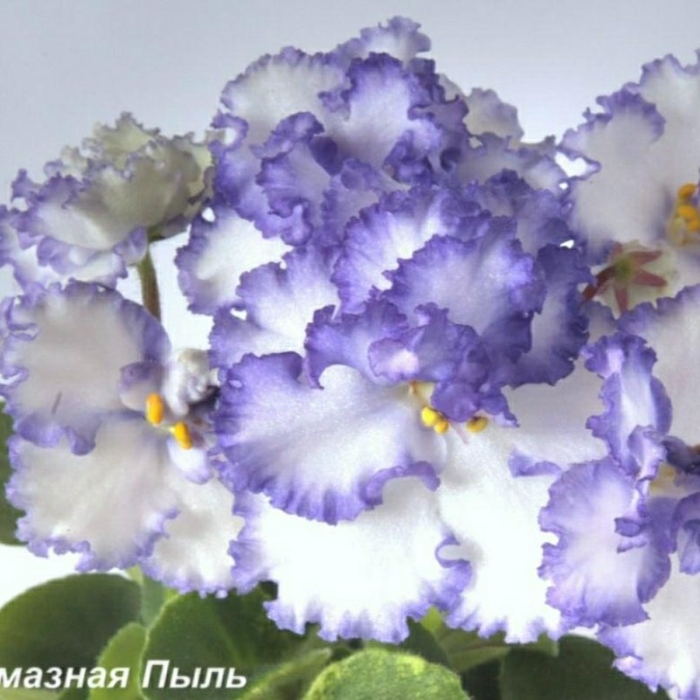 Фиалка crystal plum