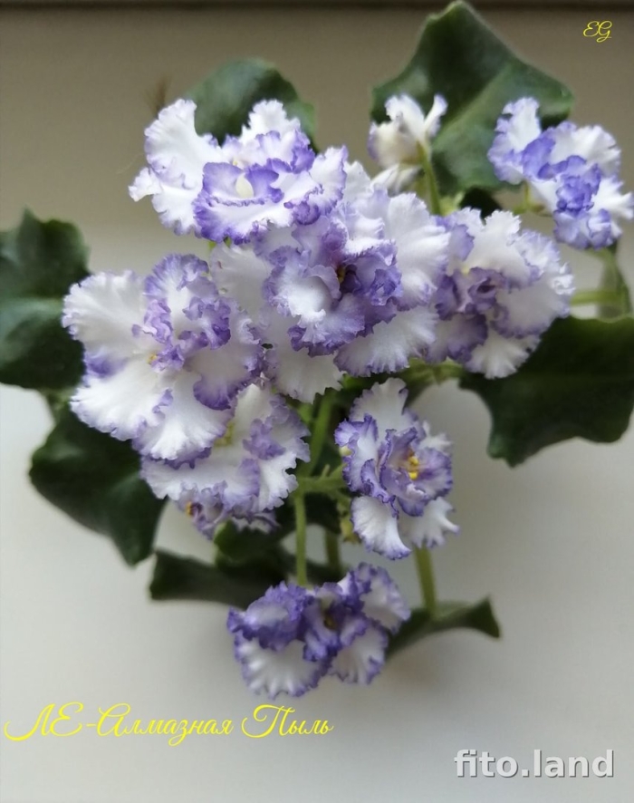 Фиалка алмазная пыль