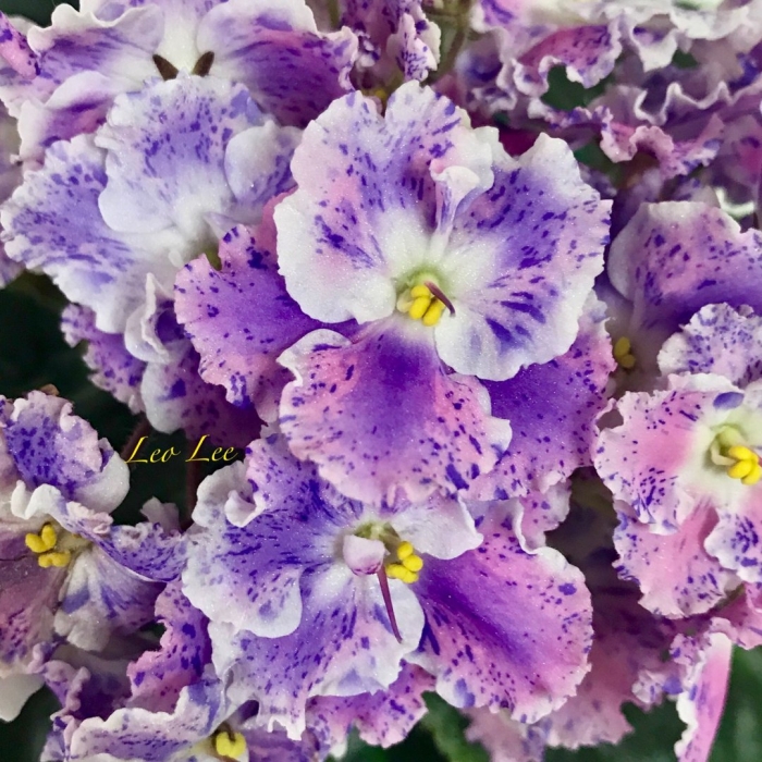 Ле амур элит фиалка