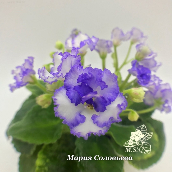 Фиалка ле зоряне сяйво