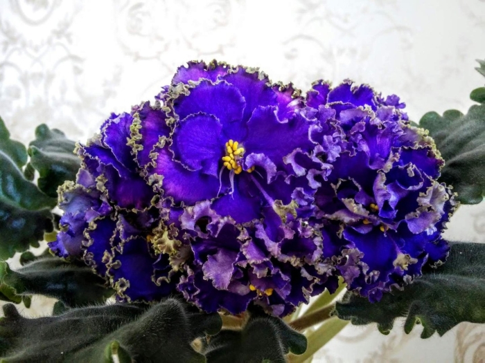 Фиалка босфор восточный