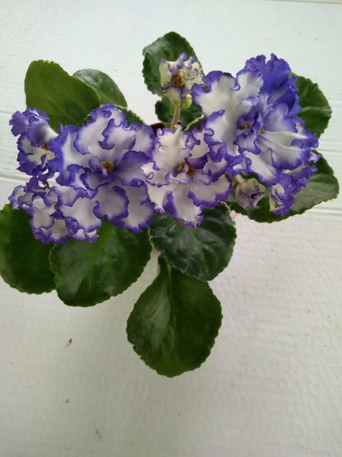 Фиалка бриллиантовый дым