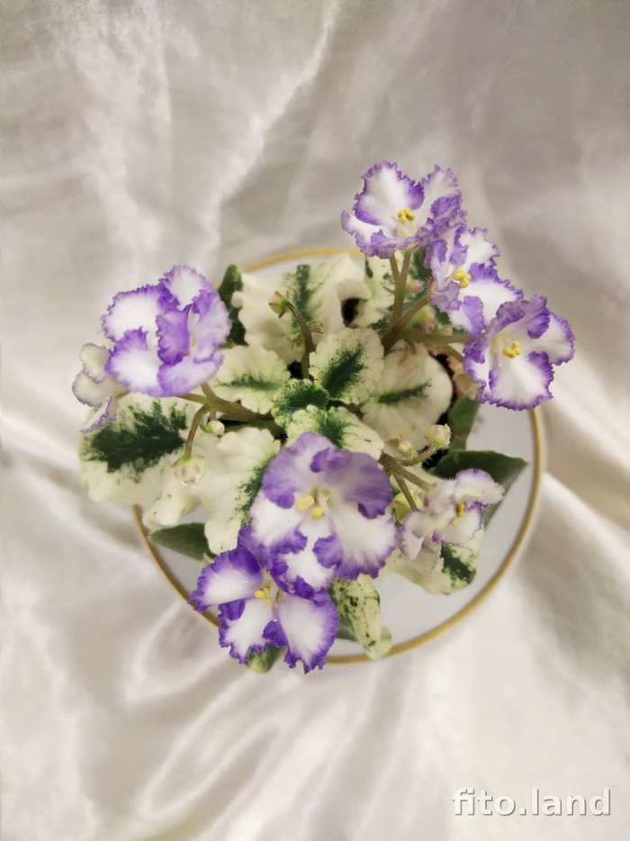 Фиалка ле-лунная радуга мини