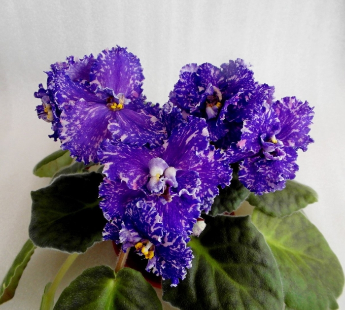 Dn-алмазная россыпь фиалка