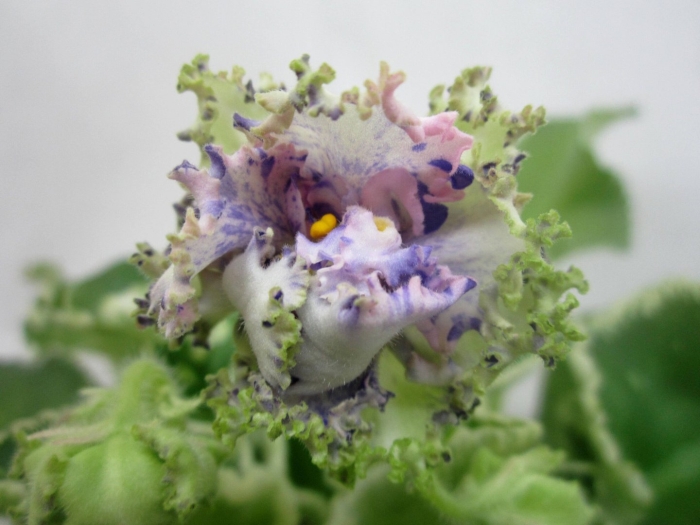 Ле лягушонок фиалка