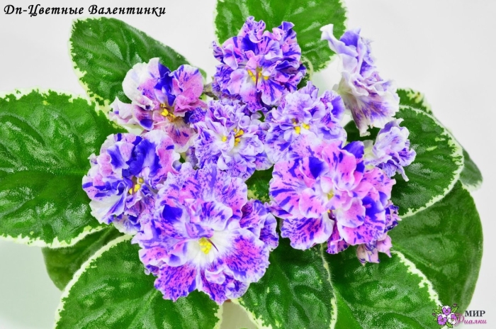 Фиалка сортовая