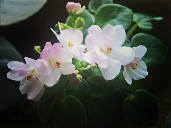 Сенполия фиалка