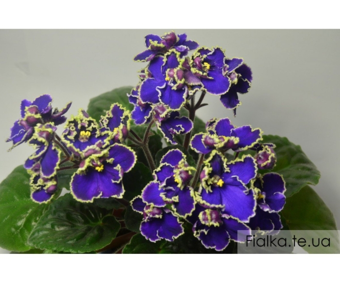 Прекрасная креолка фиалка