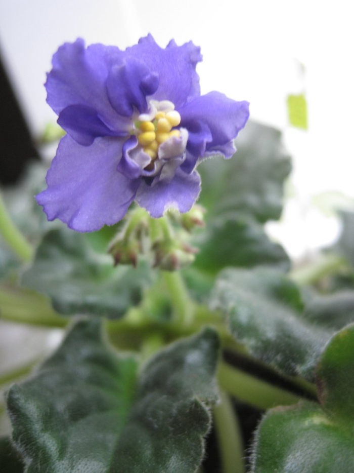 Фиалка ек синий иней