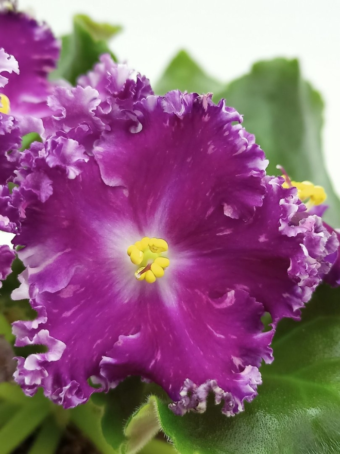 Фиалка красный бриллиант