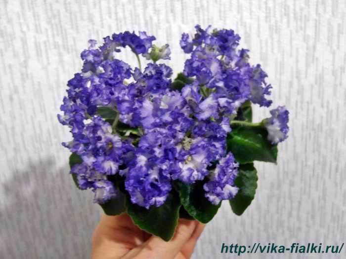 Ле-зоряне сяйво (е.лебецкая)