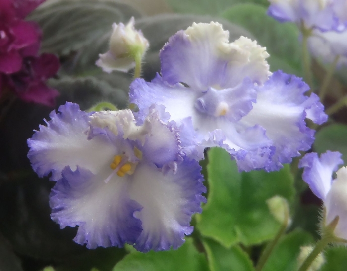 Сенполия кёрли океан