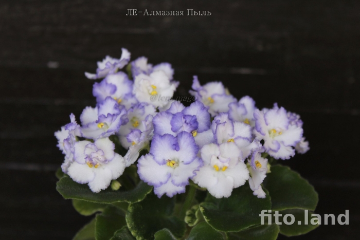 Фиалка оптимара чико