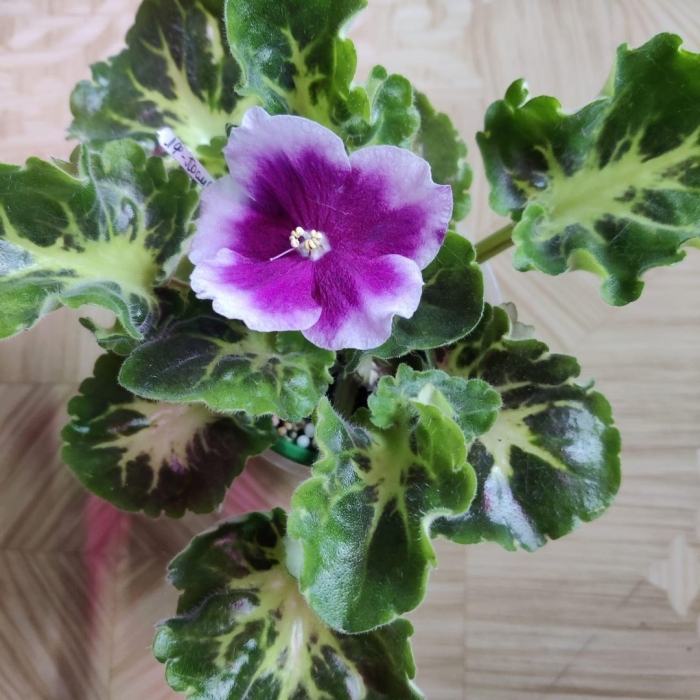 Фиалка лф раечка