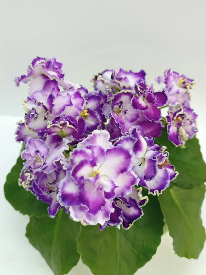 Фиалка оптимара эвер пресиоус