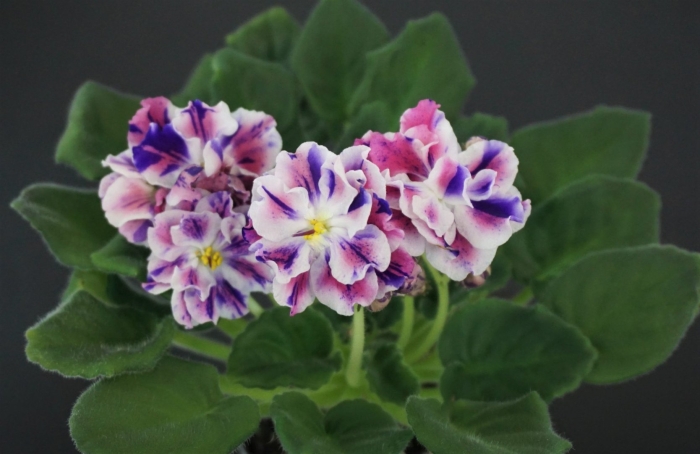 Фиалка ветер перемен химера