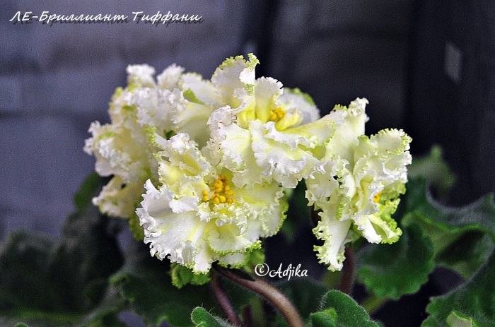 Фиалка бриллиант тиффани