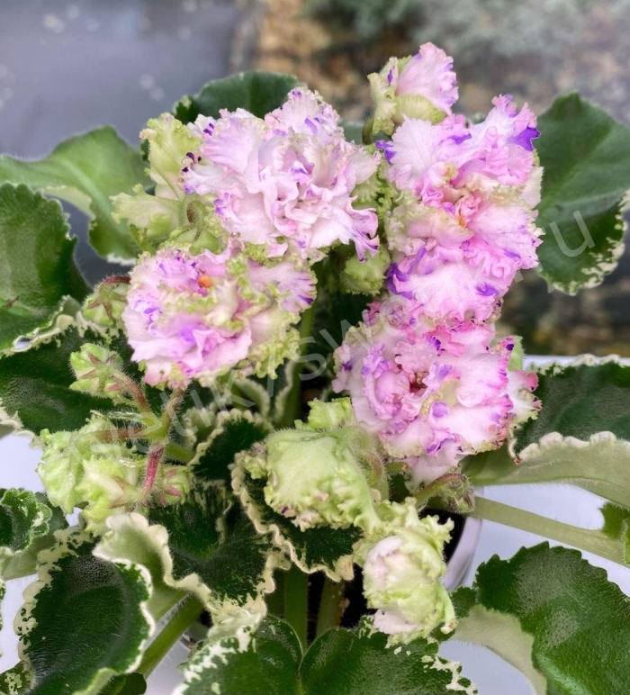 Фиалка исланд розе