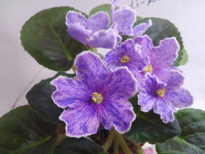 Сенполия северное сияние