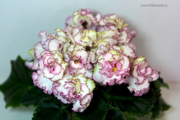 Ле шелковые кружева фиалка