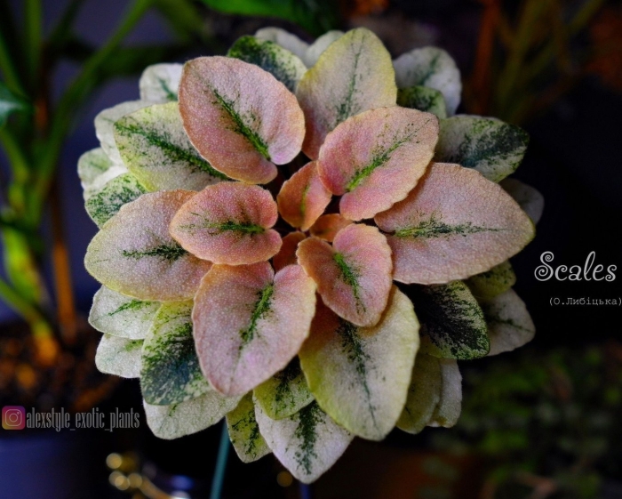 Кроновая пестролистность у фиалок