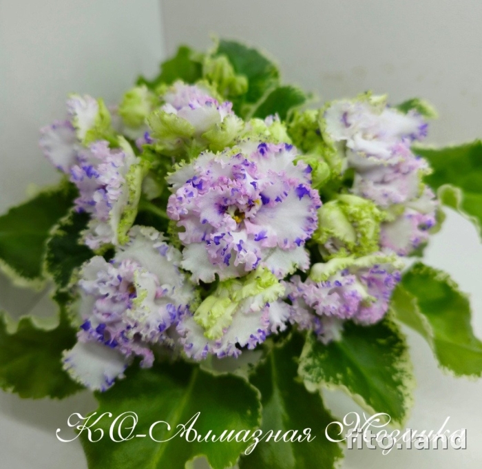 Фиалка рс зеленая лагуна