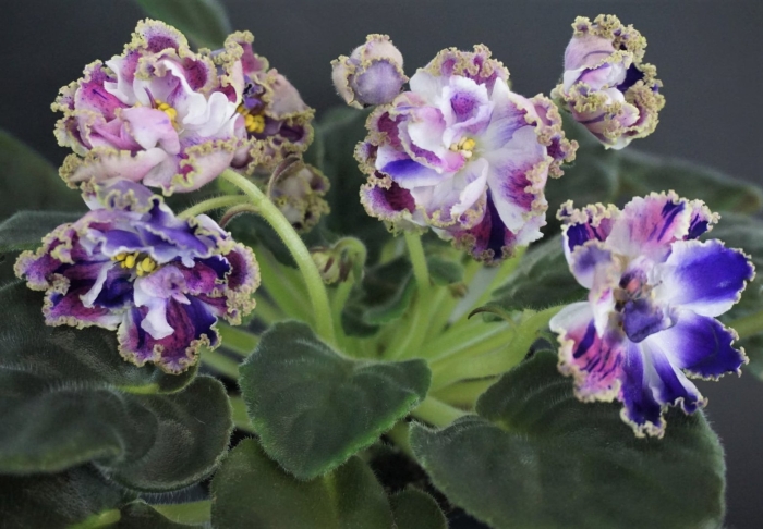 Фиалка абсолем