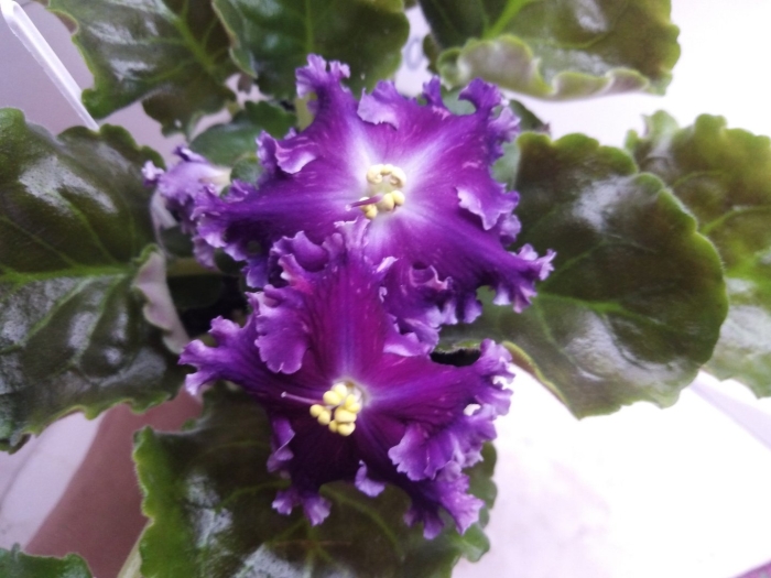 Фиалка тиффани