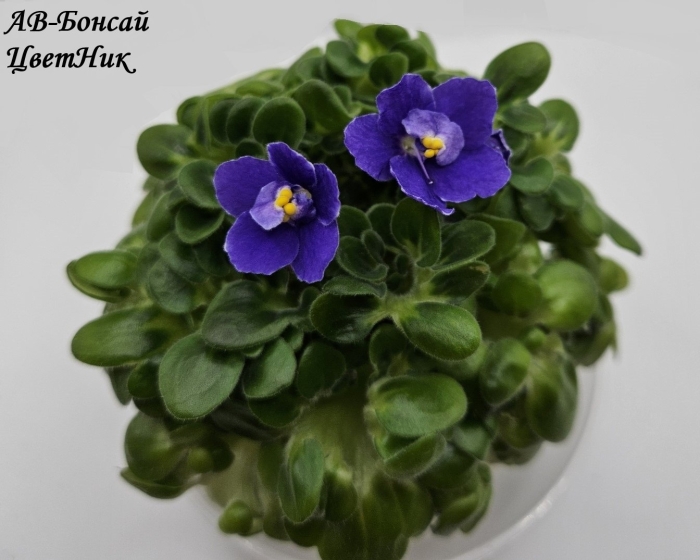 Фиалка оптимара манитоба